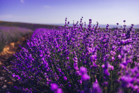 Fundo de flor de lavanda com belas cores roxas e luzes bokeh. Florescendo lavanda em um campo ao pôr do sol em Provence, França. Close up. Foco seletivo. Banco de Imagens