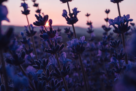 Lavender flower background with beautiful purple colors and bokeh lights blooming lavender in a field at sunset in provence france close up selective focus