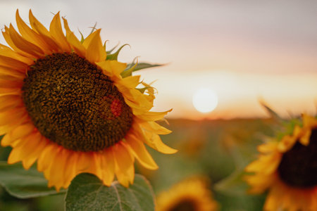 Flor de girasol brillante cerca de un girasol en plena floración creando un fondo abstracto natural campo de girasoles en verano en la cálida luz del sol poniente helianthus annuus Foto de archivo