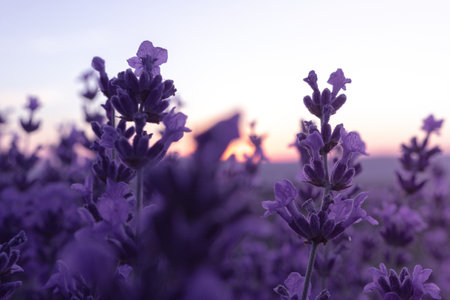 Lavender flower field closeup on sunset fresh purple aromatic flowers for natural background design template for lifestyle illustration violet lavender field in provence france Stock Photo