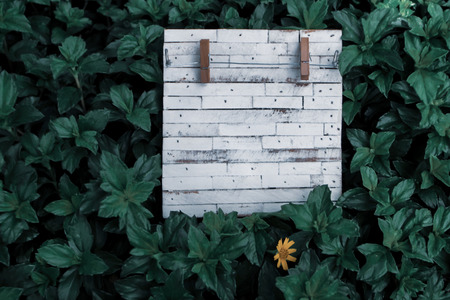 White grain rustic empty wooden board for writing note background green nature leave