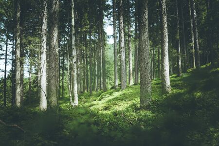 Impressive spruce trees in the forest spirituality and wood therapy Фото со стока