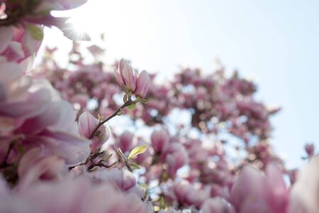 Las flores del árbol de magnolia florecen en primavera, cielo azul Foto de archivo