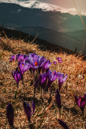 Close up blooming crocuses on hill concept photo first spring flowers front view photography with mountains on background high quality picture for wallpaper travel blog magazine article