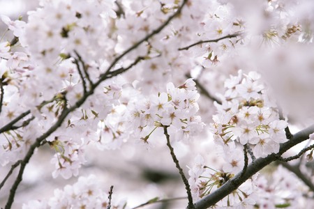 Close up shot of full bloomed cherry blossoms in japan Stock Photo