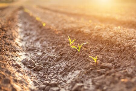 Field of young corn tree row of land with deep soil to release water to corn field at northern of thailand Stok Fotoğraf