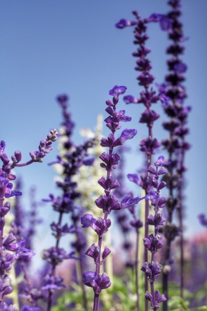 Field of purple salvia flowers