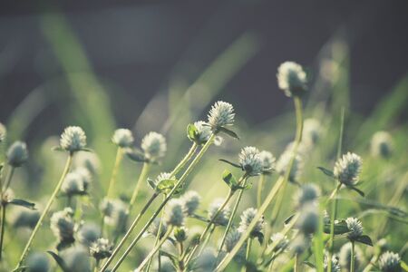 Vintage spring flowers