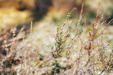 Spring background with warm colors and rays of the sun