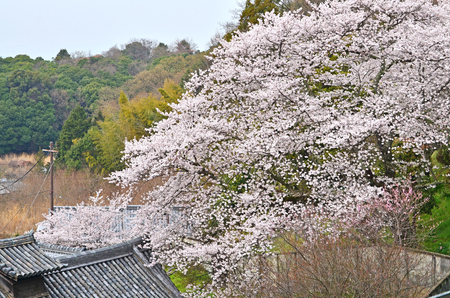일본의 벚꽃 나무입니다.
