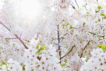 Cherry blossom season in tokyo japan