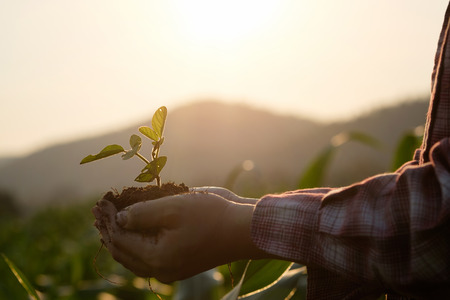 Soil cultivated dirt earth ground agriculture field land background nurturing baby plant on hand organic gardening agriculture nature closeup and selective focus and vintage tone