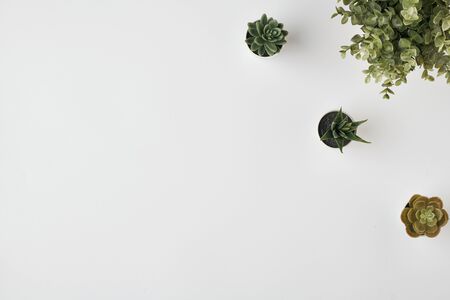 Flat layout of domestic plants in flowerpots with small green leaves and some other vegetation near by against white background