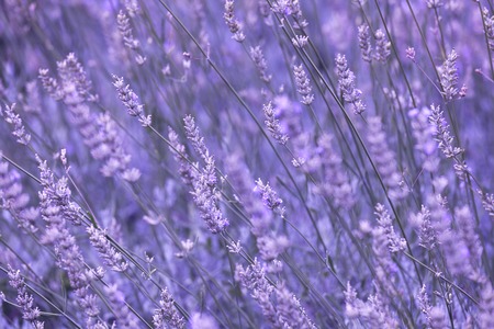 Roxo violeta cor ensolarado borrado lavanda campo flor closeup fundo Banco de Imagens