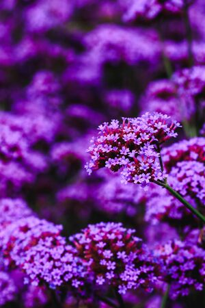 Verbena está florescendo e bonito na estação chuvosa.