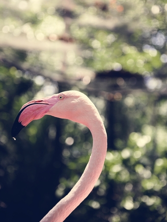 Primer plano de pájaro flamenco rosado en el zoológico Foto de archivo