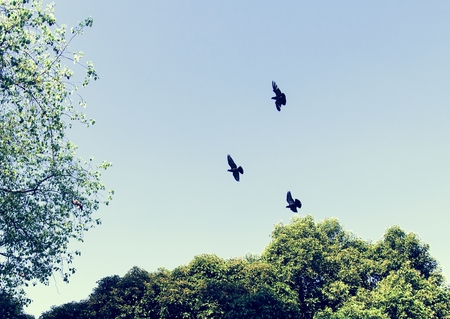 Aves volando en el cielo azul