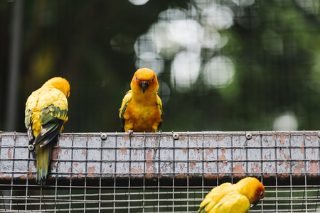 Pájaros amarillos en un recinto