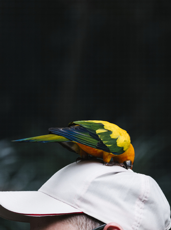 Un pájaro curioso en el sombrero de un hombre.