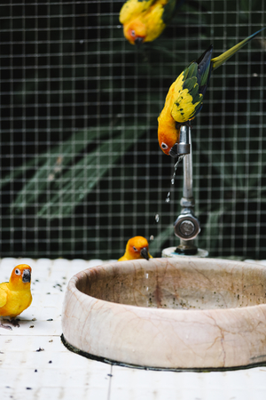 Aves bebiendo agua de una fuente.