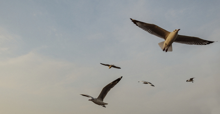 Bandada de gaviotas volando en el cielo