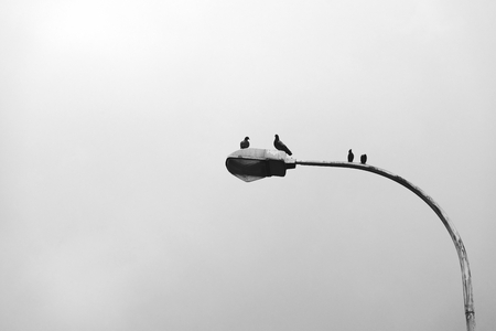 Pájaros sentados en un poste de luz