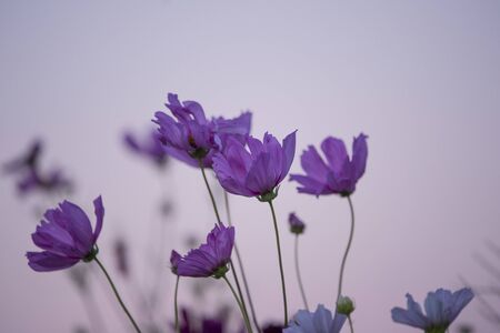 A group of purple flowers stand tall against a pink dawn sky