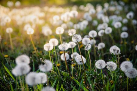 Diente de león blanco sobre césped verde en el campo de verano con fondo de luz de puesta de sol