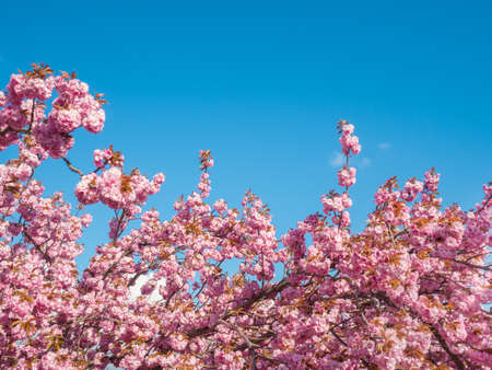 cerezo árbol con cielo azul