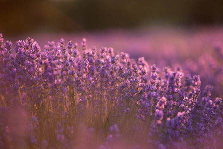 Lavender flowers blooming in the lavender field at sunset