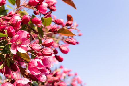 Flowering decorative pink apple tree beautiful bloom garden selective focus