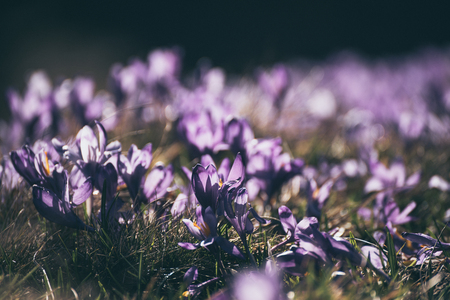 Spring crocus flowers Stock Photo