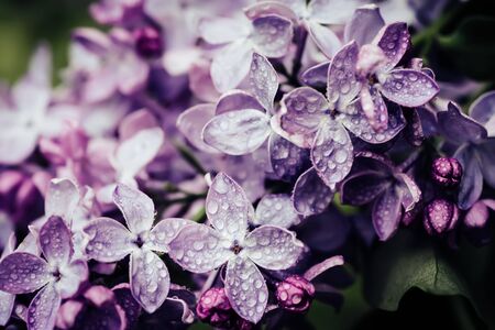 Imagem macro de flores lilás violetas macias da mola, fundo floral sazonal natural. Pode ser usado como cartão de férias com espaço de cópia.