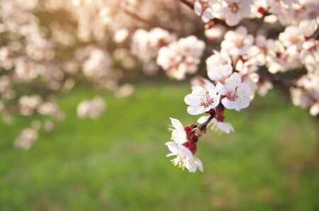 Lente bloemen op boom. Element van design.