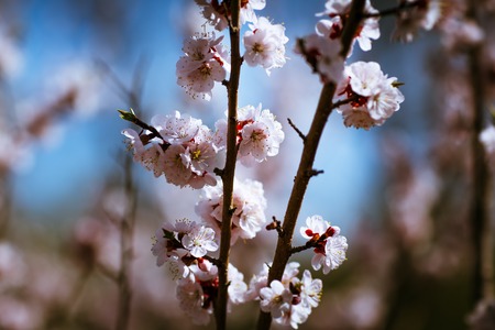 damasco florescente em um fundo de um céu de primavera.