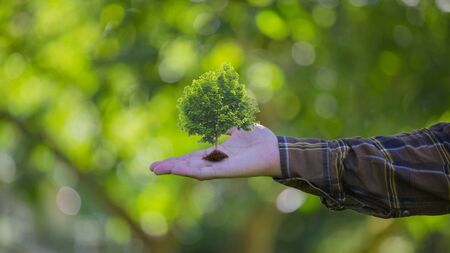 Tree in hand bokeh background