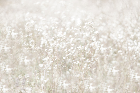 Unfocused blur flower background floral backdrope beautiful field of chamomile in sun day muted tones