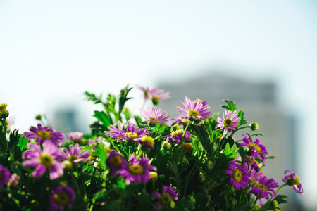 Closeup shot of purple daisies growing in a field beautiful flowering bush of osteospermum the magenta lilac color petal flowers in shallow depth of field they are known as the daisy bushes or african daisies south african daisy and cape daisy Stock Photo