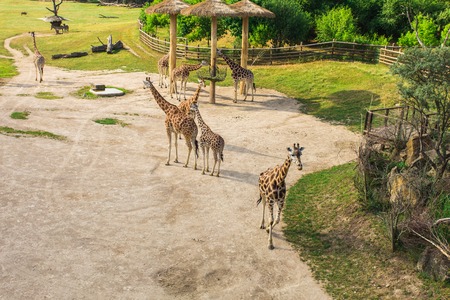 jirafas en el parque zoológico safari . animales salvajes de la belleza en día soleado caliente