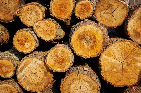 Pila de madera registra útil como fondo.