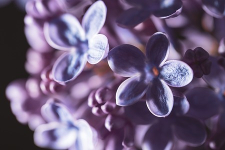 Flowers on a branch of lilac in nature