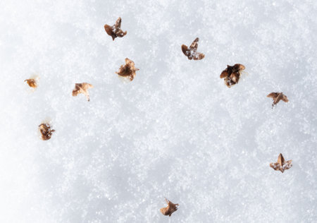 Seeds from a birch on white snow in winter as a background close up Фото со стока