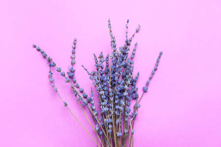 Flores bonitas da lavanda no fundo da cor