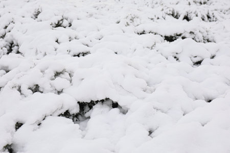 Fir tree branches covered with snow