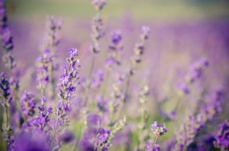 campos de lavanda