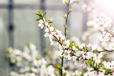 Primavera ciliegio, fiori rosa.