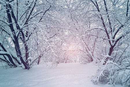 Trees under the snow at cold winter evening time Stock Photo