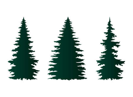 Spruce trees isolated on white vector illustration