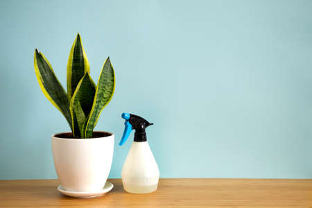 Pancarta simulada con espacio de copia planta de serpiente flor de tendencia Sansevieria trifasciata sobre fondo azul. Plantas de interior de verano y concepto de jungla urbana.