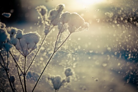 Winter branch covered with snow